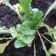 New transplant of mixed salad greens.