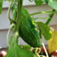 Three peppers started to form on our one pepper plant. It did very well... at first.