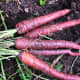 This year, the purple carrots did very well - and with 3 year old seeds, too! The hail storm wasn't able to damage these deep roots.