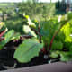 The lettuce heads started off well, but we only ever got to eat one head of it. In this photo, you can see the darkened edges of the lettuce leafs. In no time at all, the lettuce heads suddenly just rotted away, and I don't know why. The beets sur