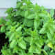 The spearmint did quite well in this planter, but the joi choi didn't do well, and the oregano didn't even sprout.