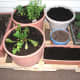 Planters with new transplants, seeds and garlic cloves, set up on our new pallet planter platform for easy rotation.