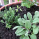 Sage, thyme and cilantro share a pot.