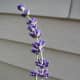 The lavender did okay, but didn't produce a lot of flower spikes. Not enough for the crafting I wanted to do.