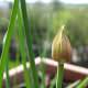 Chive blossoms can be a nice salad addition.