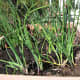 We stored our pots under our new balcony. As we brought this one out, we found chives already growing!