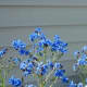 The Forget Me Nots from the seeds given to us by the veterinary hospital that tried to save my daughters cat did all right in the end. We weren't sure how they'd survive the storms, but they surprised us and bloomed quite prettily.