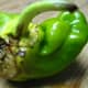 Hail damaged the peppers that had been doing so well.