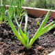 A could of shallots filled in some empty space with our garlic chives.