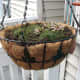 My daughter mounted a hanger quite low for more Hens and Chicks with creeping thyme.