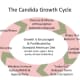 The Candida Growth Cycle
