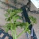 Over the weekend on June 23rd I cut a few of the stalks from my celery plant! we need just a little celery to cut up in potato salad and boy were the pieces green,, crisp and delicious! 