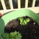 so far (as of May 21, 2012) i have planted two celery plants that I grew from scraps.  They are small plants so they can grow in a garden bed or like I did in a large pot.  