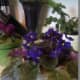 Self watering pot used.