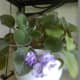 Self watering pot used.