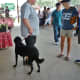 Farmer’s Market at Imperial Sugar Land…well behaved dogs on leashes welcomed there.