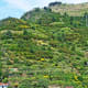 Riomaggiori terraced vineyards
