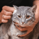 Figure 9. The owner is cleaning the ears of the cat with a ball of cotton.