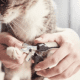 Figure 8. Personal care is essential for a dog or a cat. The figure shows the cat owner clipping the nails.