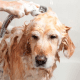 Figure 10. The senior dog is aking a bath.