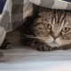 Figure 13. Cat is hidding under a piece of cloth.