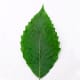 American Beech Leaf