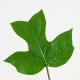 Yellow Tulip Poplar Leaf