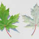 Silver Maple Leaf: Top and Bottom