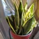 how-to-get-a-snake-plant-to-flower-fast