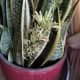 Flowering snake plant images with details