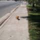 Lost Dog