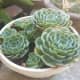 Succulents are great for xeriscaping.