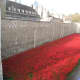 Poppies at The Tower