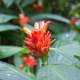 A flowering Costus curvibracteatus at the Conservatory of Flowers.