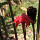 Gingers: young buds, flowering, withered