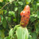 Costus scaber—widespread in the Neotropics, with an all-red flowering head. Photo from Ecuador.