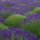 Washingon Lavender Farm in Sequim, Washington