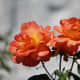 Woodland Rose Garden - Seattle