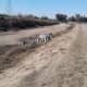 Some dwellers pursue the option of a dry riverbed