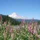 Wildflowers at Trillium Lake with Mount Hood in the background.