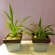beat-winter-blues-try-these-spring-projects-with-your-kids