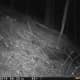 Bobcat at night