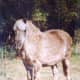 princess_our_pony