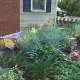 The side garden with perennials after all the work is completed.