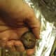 Here is a chestnut with an X on it.