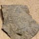 A trace fossil of a millipede trail