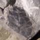 Trace fossil of Nueropteris leaf from the ancient Medullosa Seed Fern tree