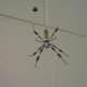 Huge Florida Spider