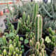Unique growth of Cactus | Archana Das