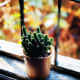 Cactus plant | Archana Das